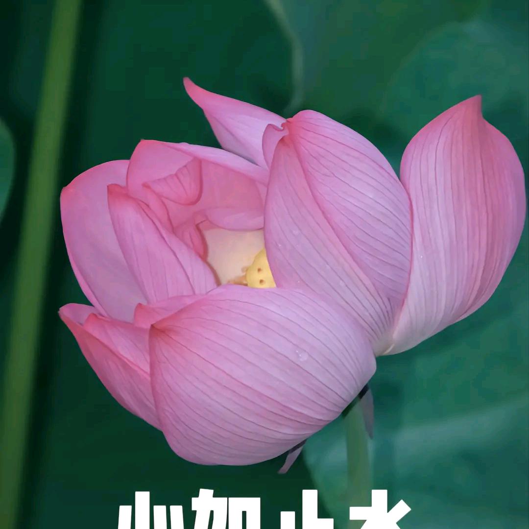 美丽人生(◦˙▽˙◦)