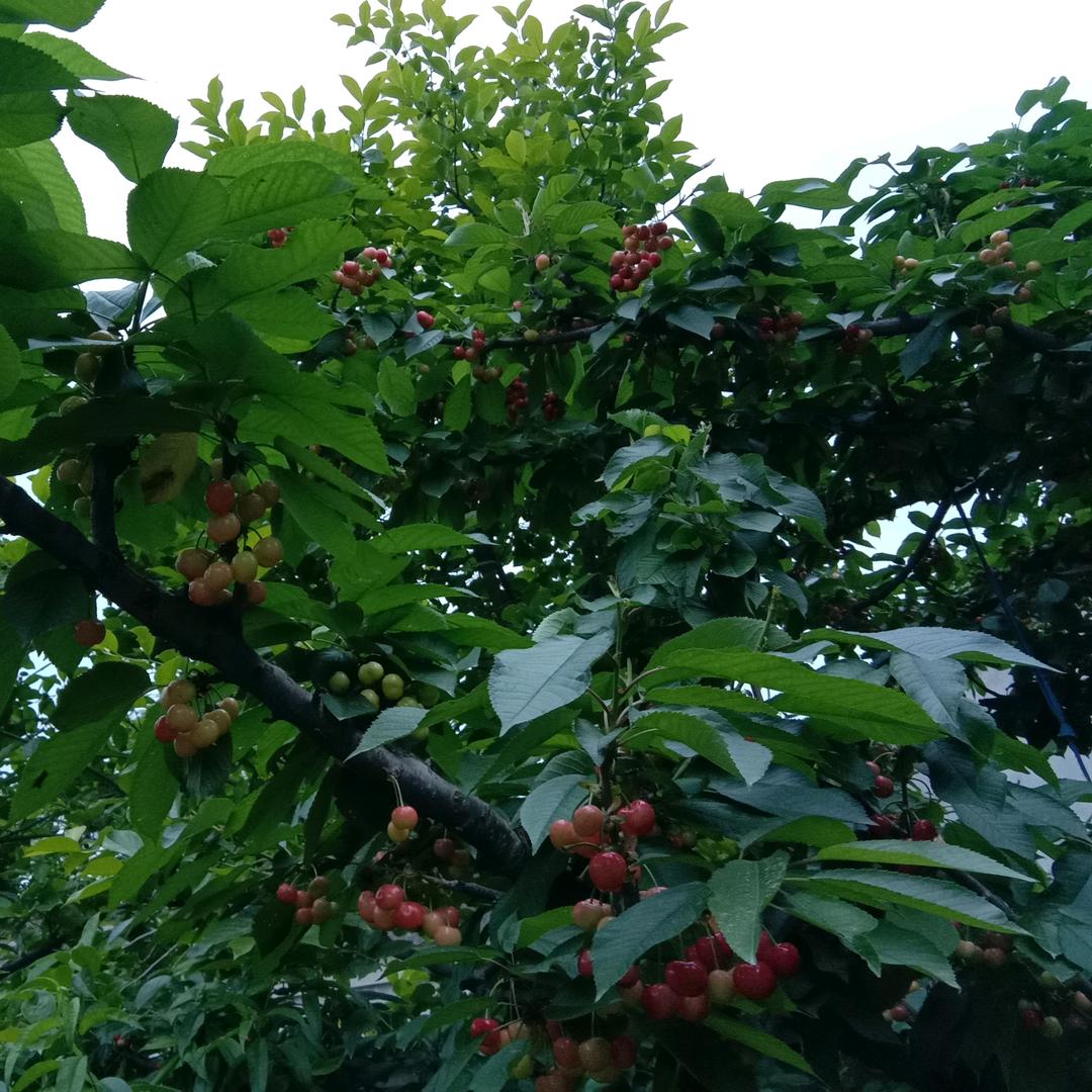 笔架山的樱桃🍒
