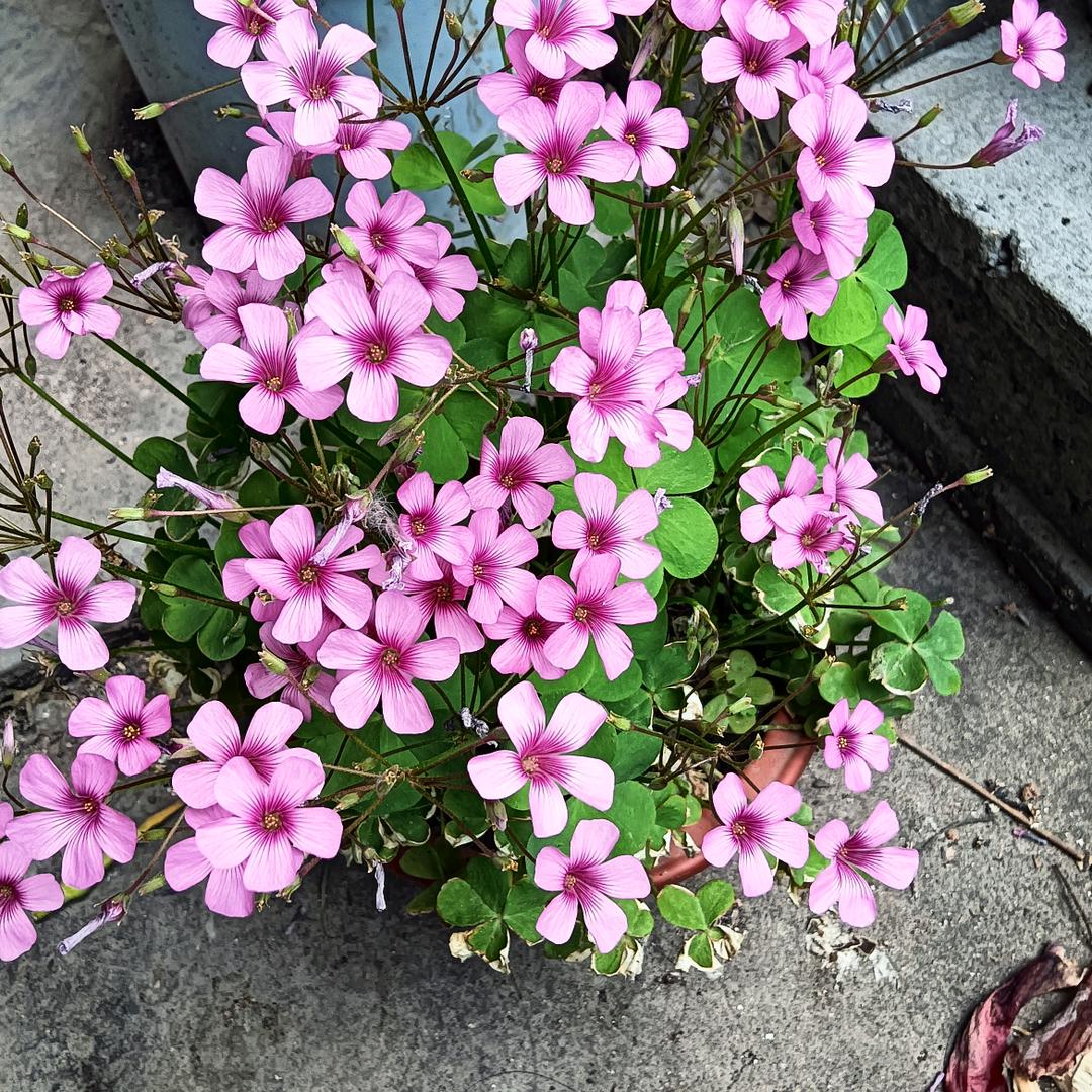 飞过有你的城市