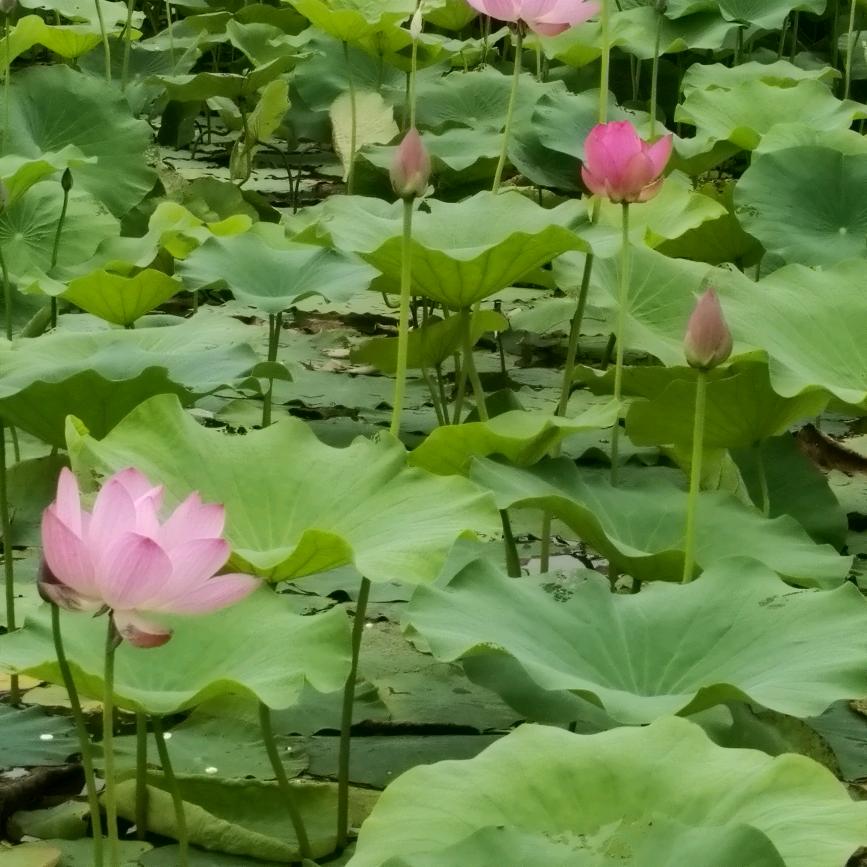 尼巭拉