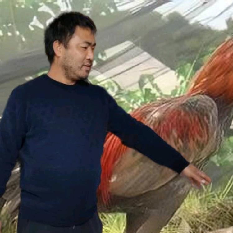 平哥斗鸡