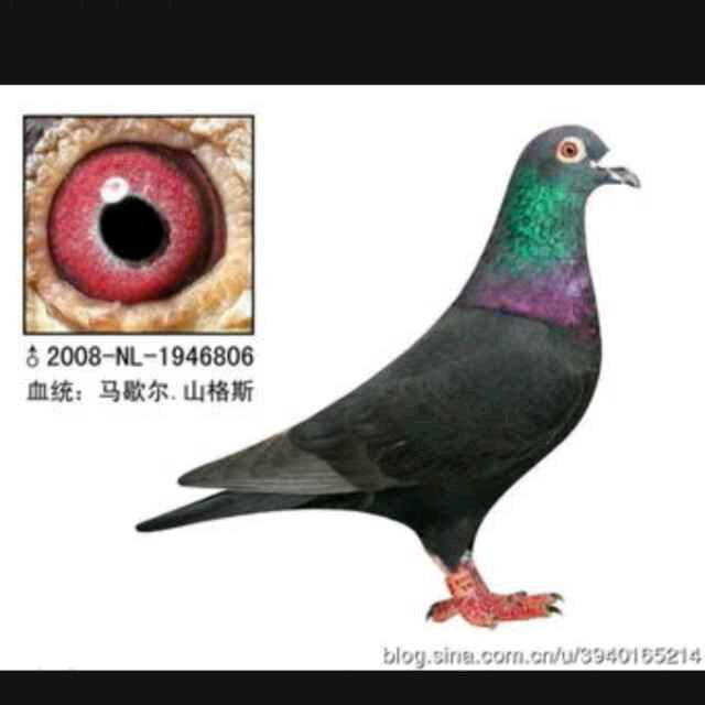 鸽子9999