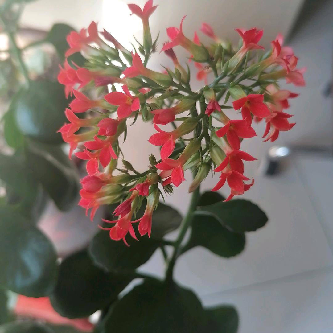 玉