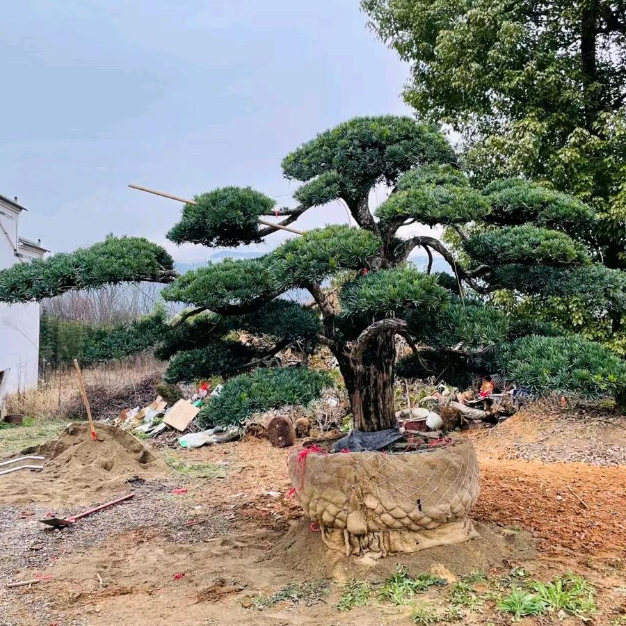 森之舞盆景园林绿化