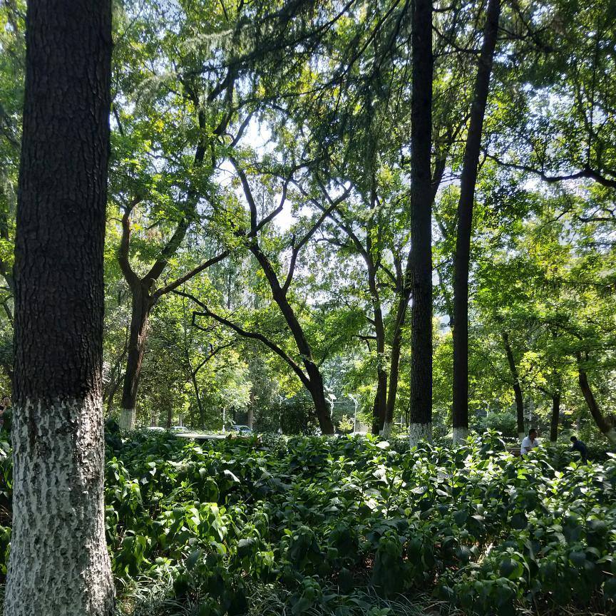 棉花糖