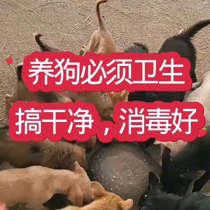 俊哥养狗狗