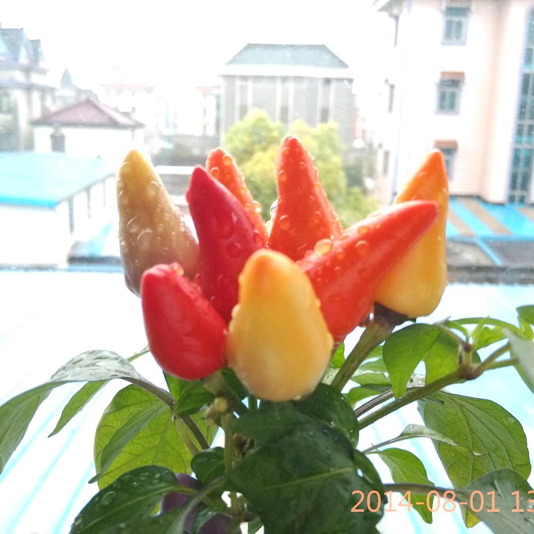 ꧁༺๑吕才๑༻꧂