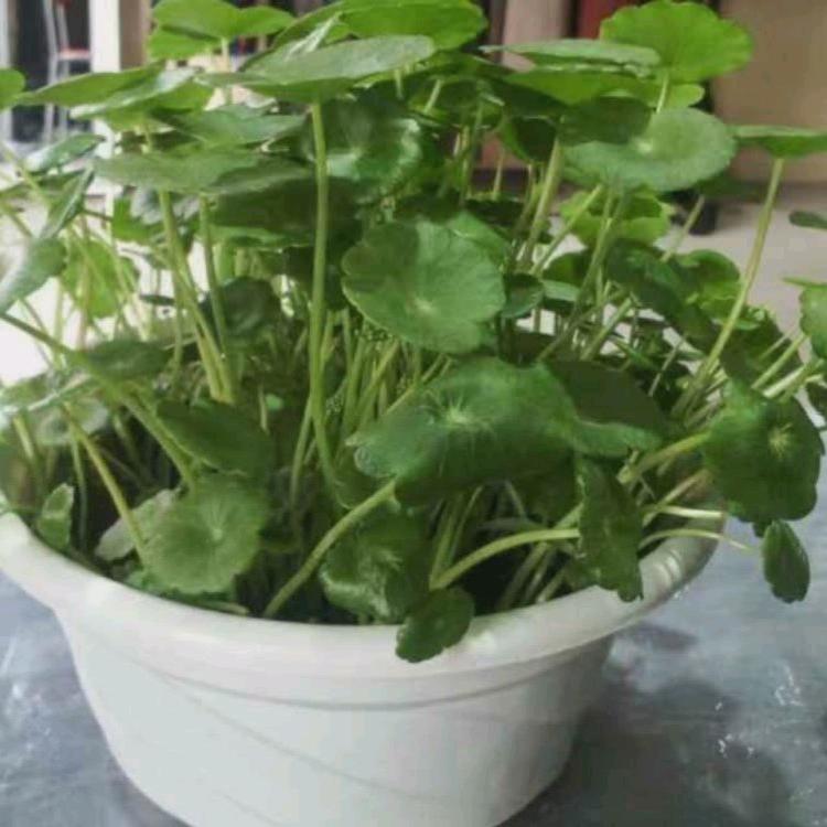 云阳老街衣品人生