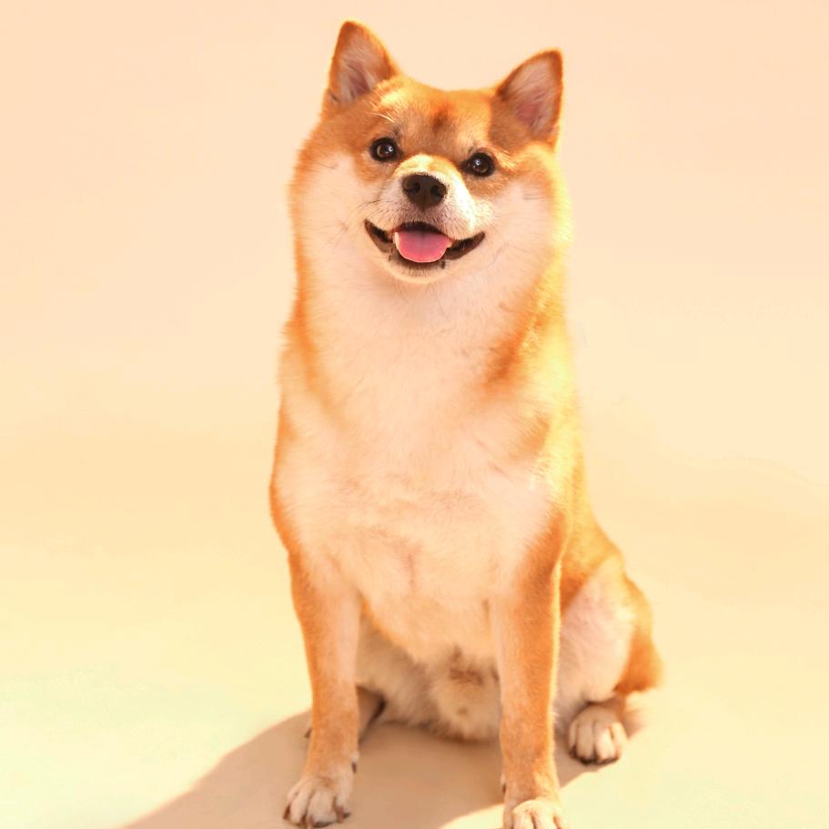 柴犬小柴宝