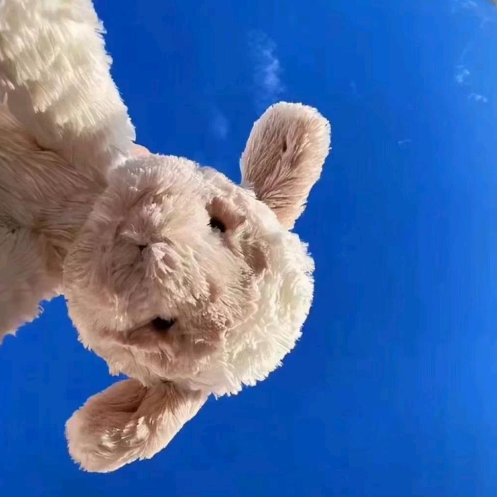 白狐🦊