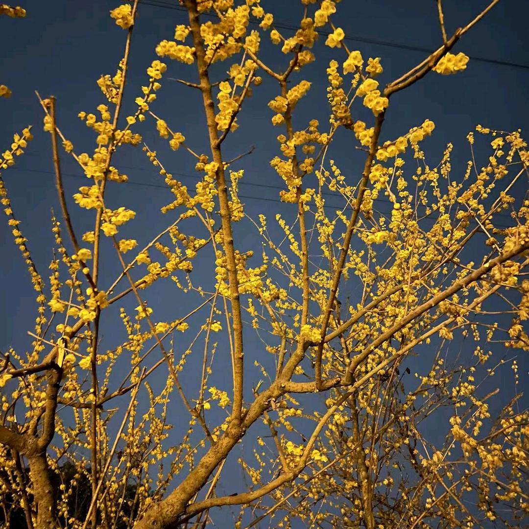 回忆里的那个人。