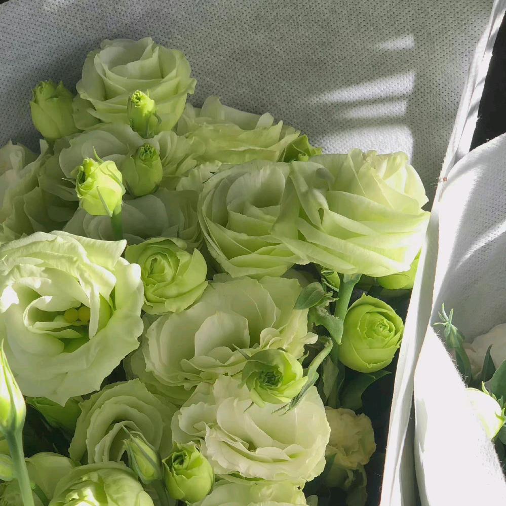 🍀祉猷并茂🍀