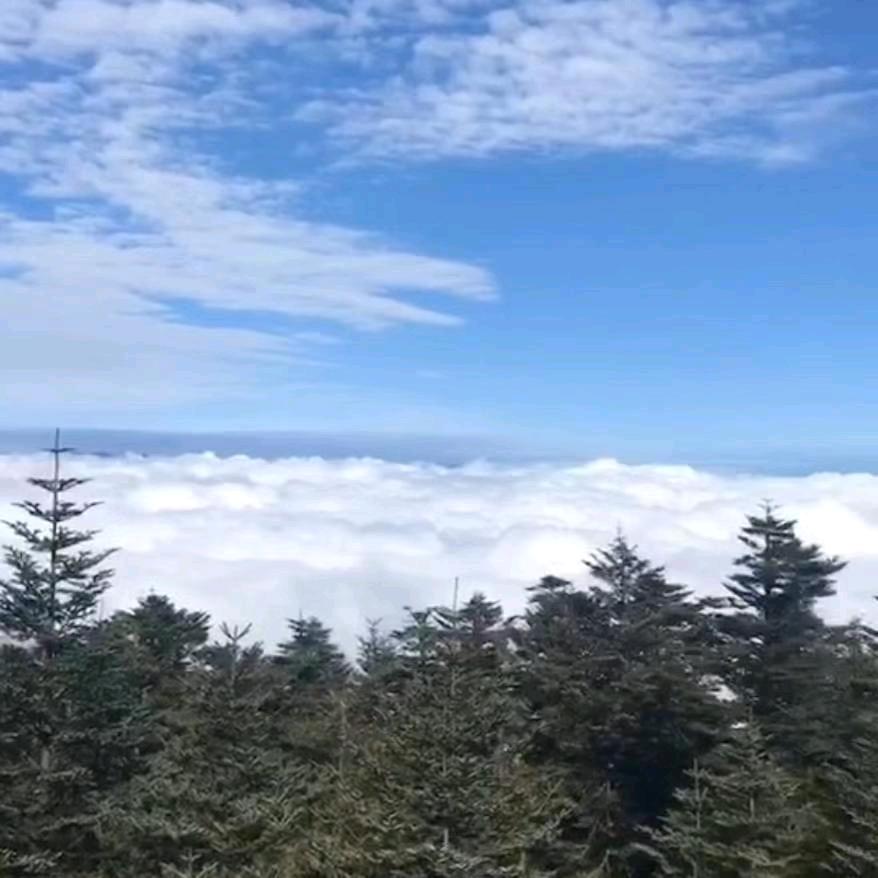 专业驾考
