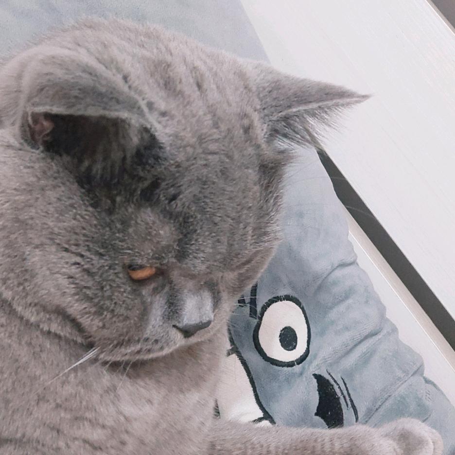 猫小宝