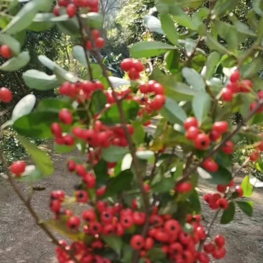 仙檬