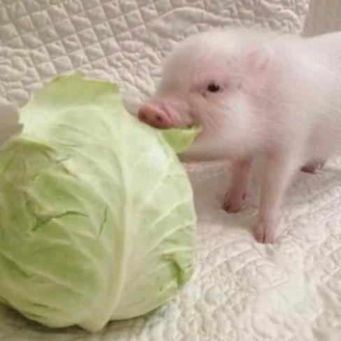 爱拱白菜的小香猪
