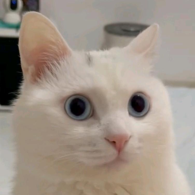 一段薯条