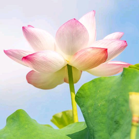 ♥(｡￫v￩｡)♥