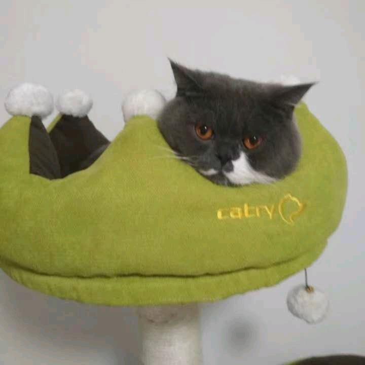 北宁猫猫