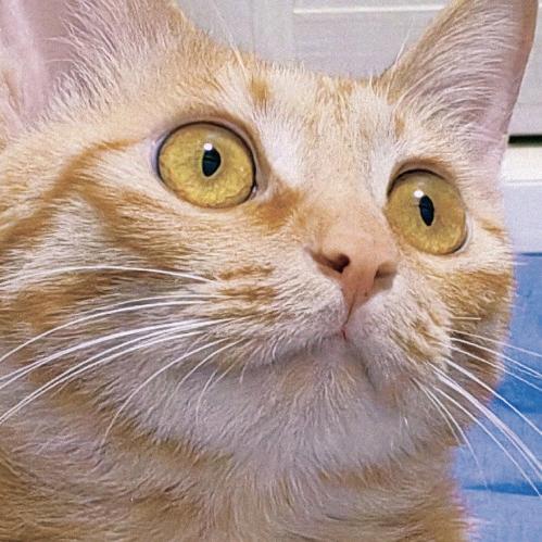 猫猫效果图代画