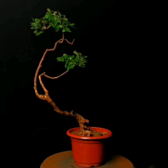 清水缘盆景