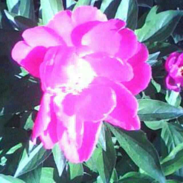 兴隆苗圃，苗木人