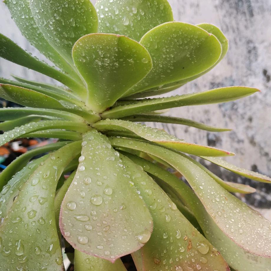 小虎虎