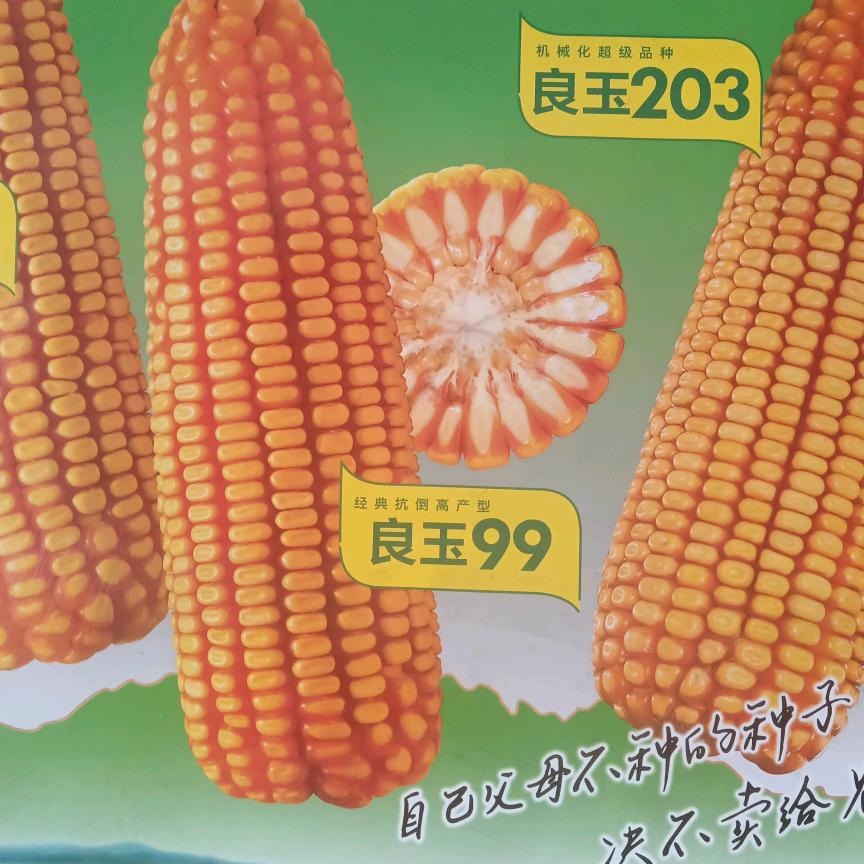 康农玉8009一芳姐