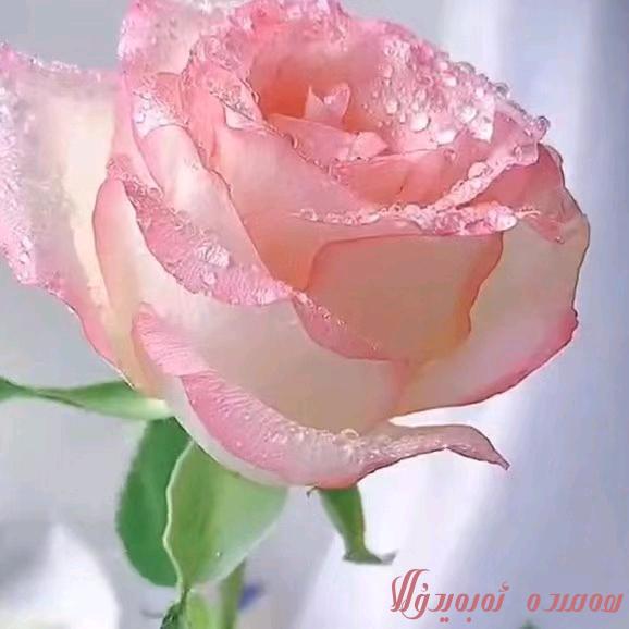 afifa美食生活