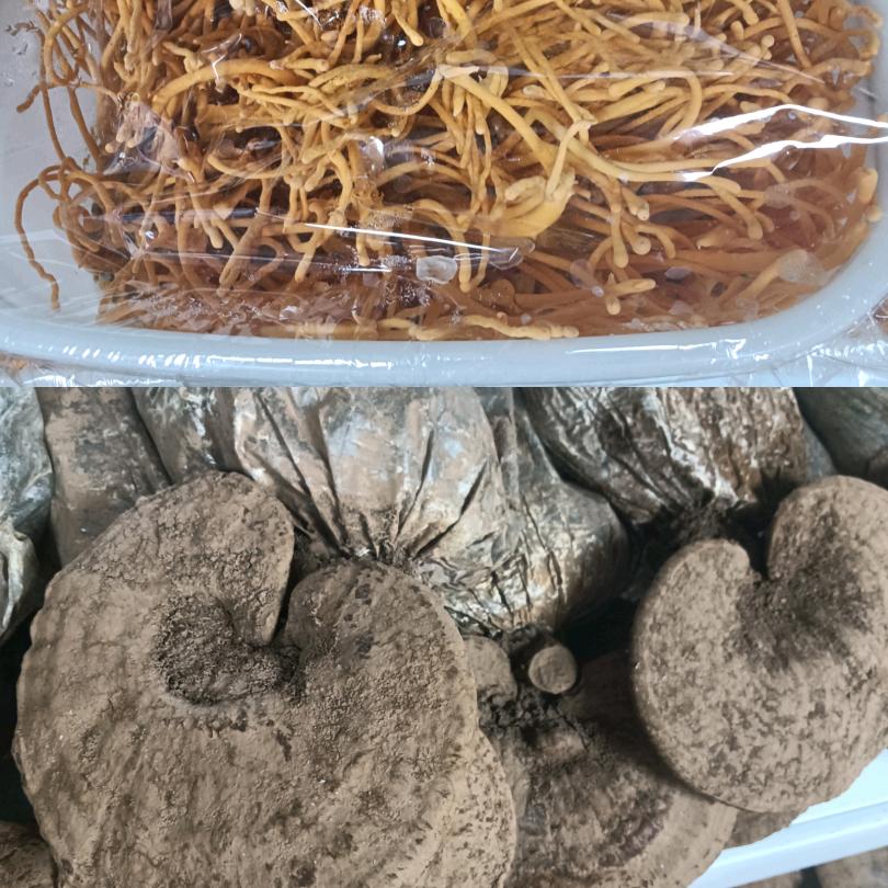 大型生态种殖基地