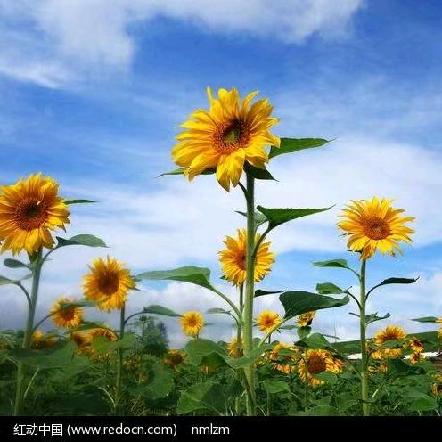葵花