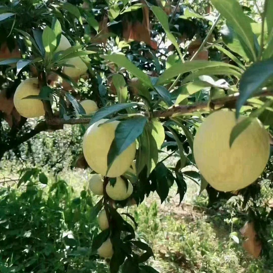 没心的洋葱