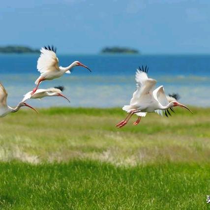 自由的鸟儿，平淡人生！