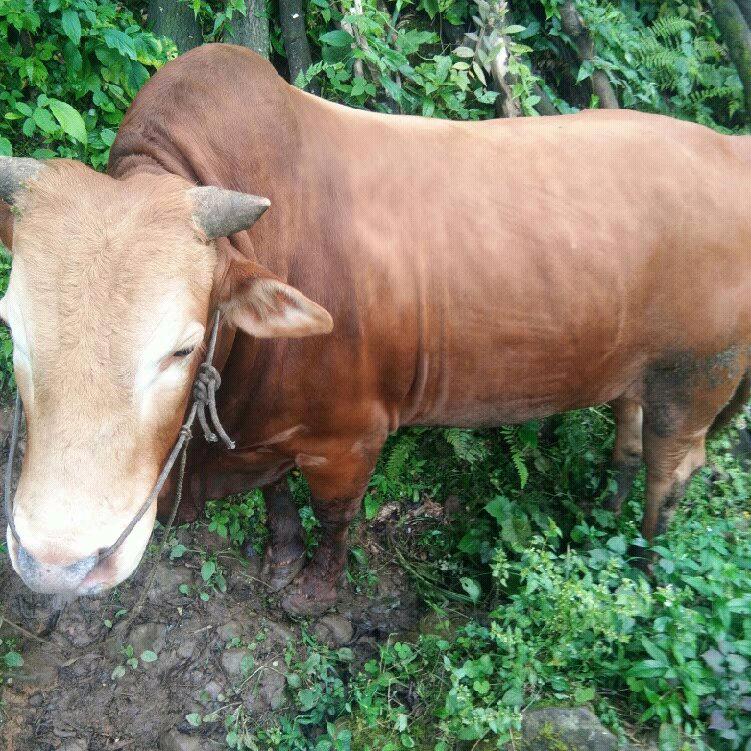 买卖大.小。猪.牛.强哥