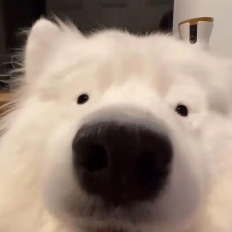 会飞的小杰