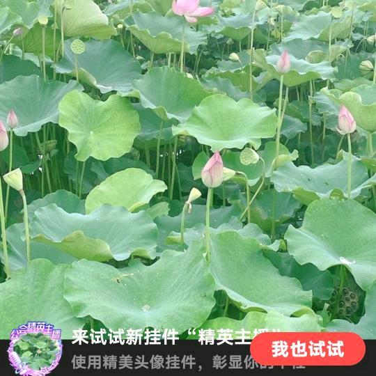 水中望月