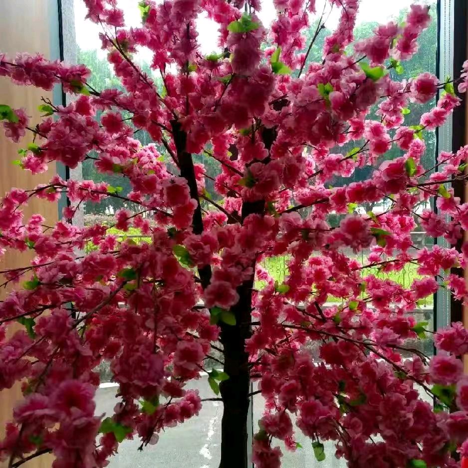 天机不可谢露