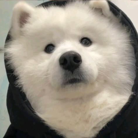 三七ᕦ(ò_óˇ)ᕤ