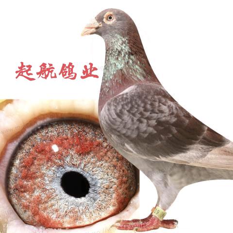 起航赛鸽