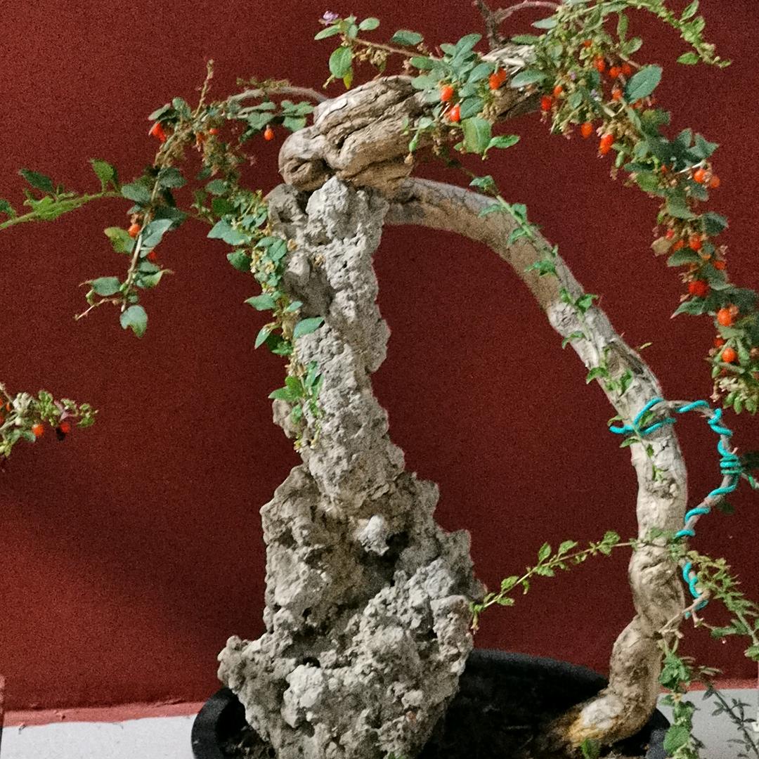 一箭穿心的弓长