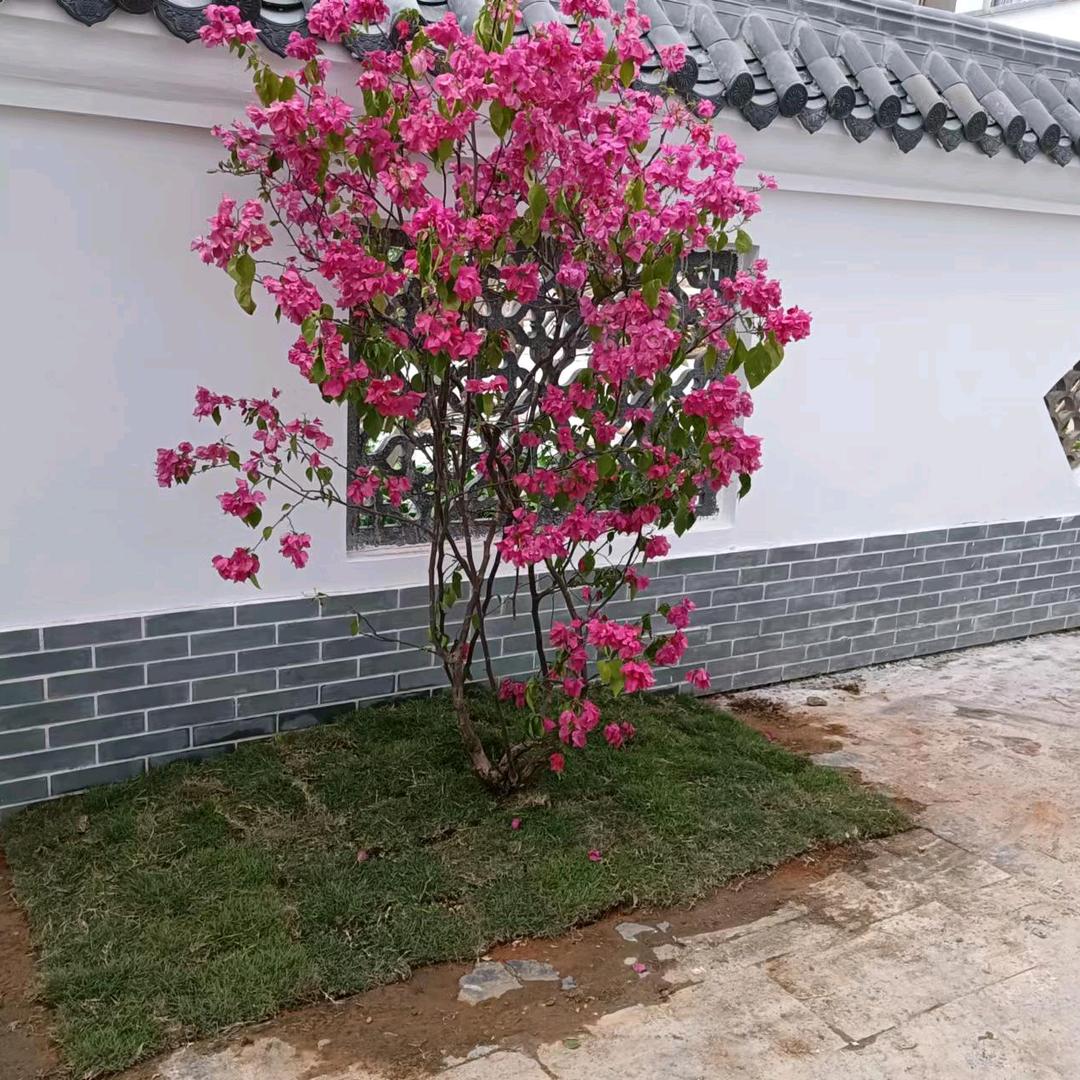 骄阳