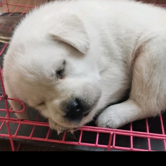 拉布拉多～多宝