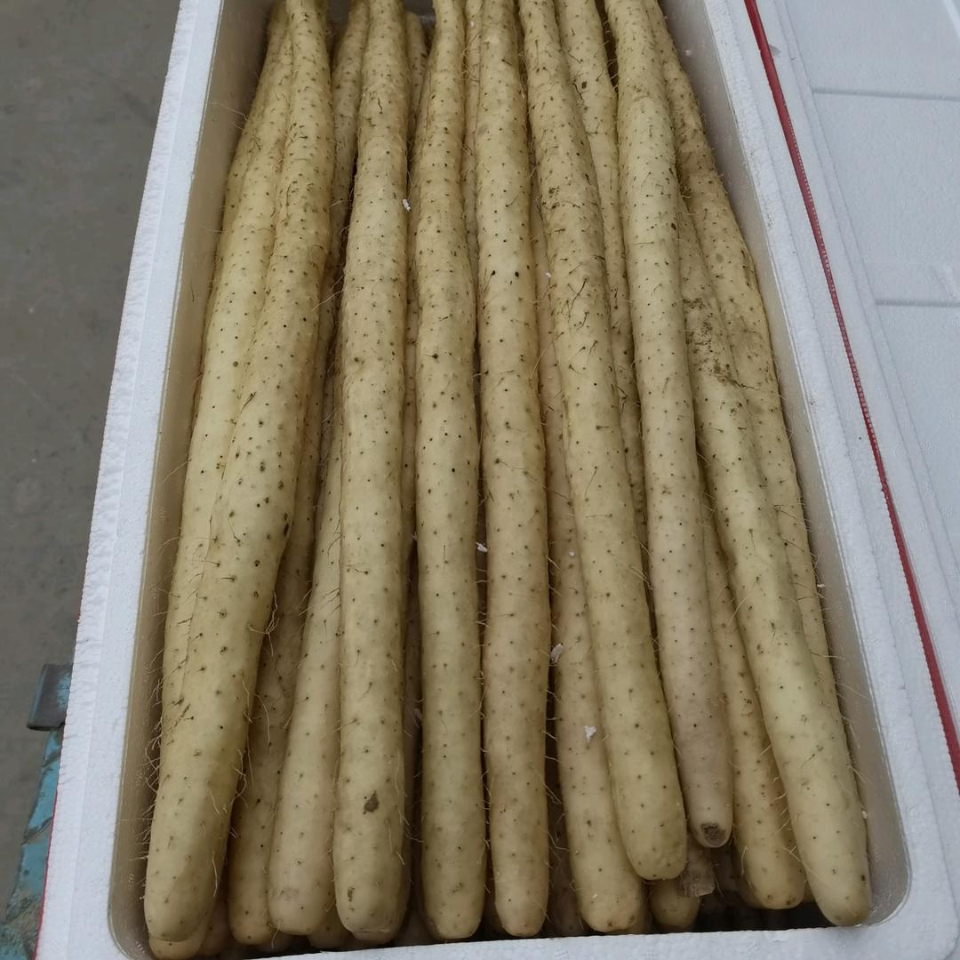 东东精品山药