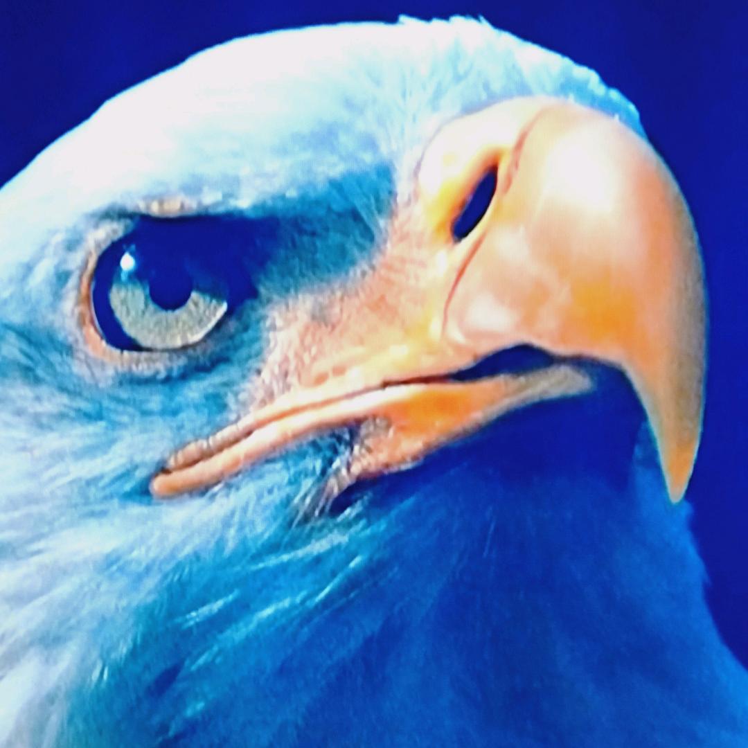 🇨🇳，🦅雄鹰避暑山庄🦅
