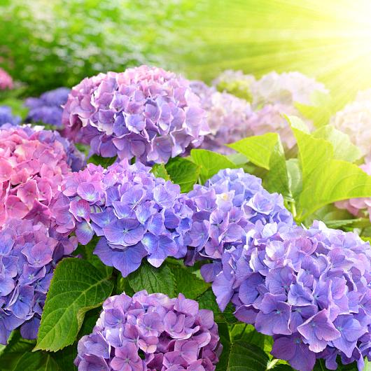 阿姨的花园屋