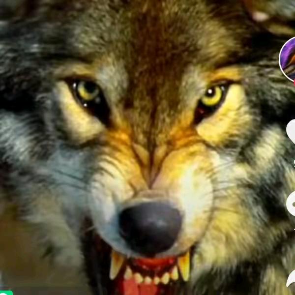野狼🐺