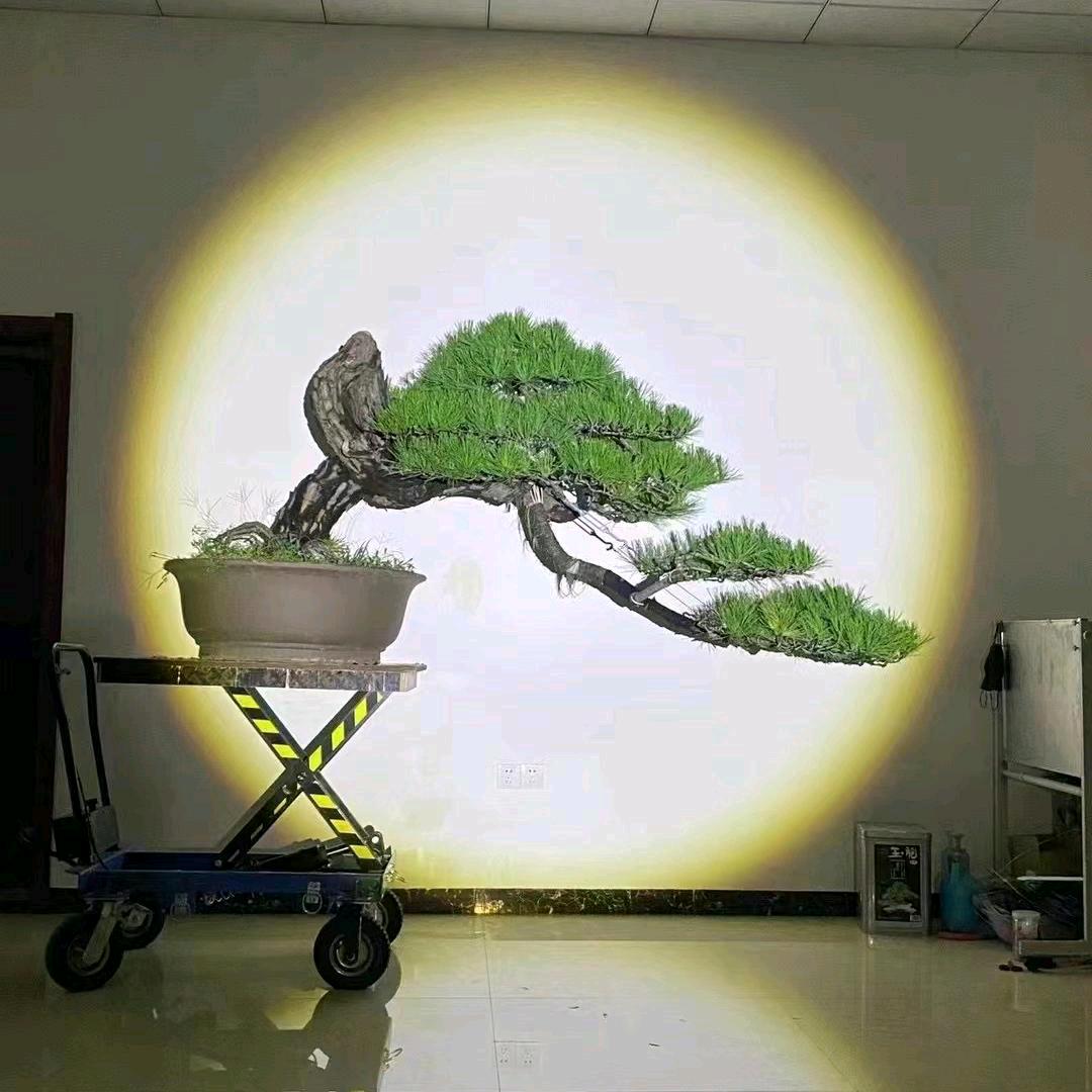 绿叶盆景