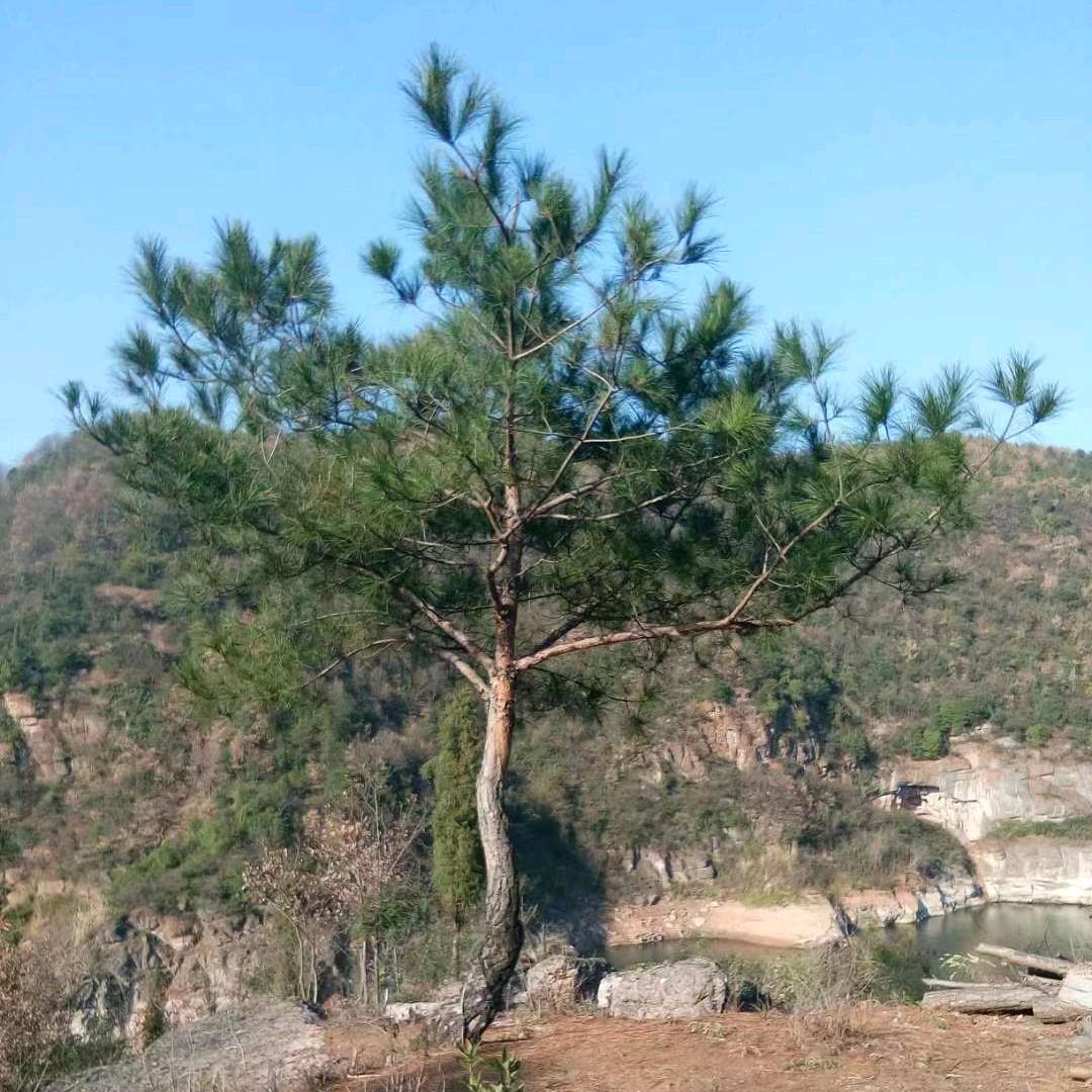@高山景行