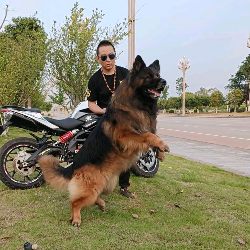 四川广安泰合犬业《记录美好生活》