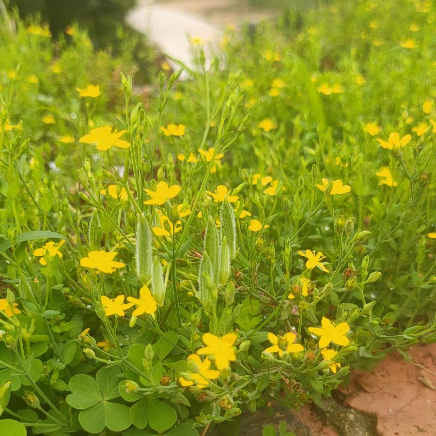 飞黄腾达，袁来是你